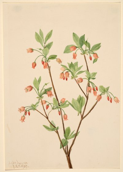 Menziesea Menziesea glabella, 1907 de Mary Vaux Walcott