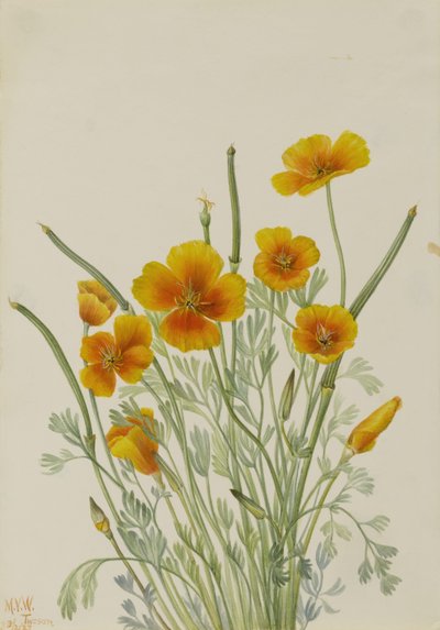 Amapola mexicana (Eschscholtzia mexicana) de Mary Vaux Walcott
