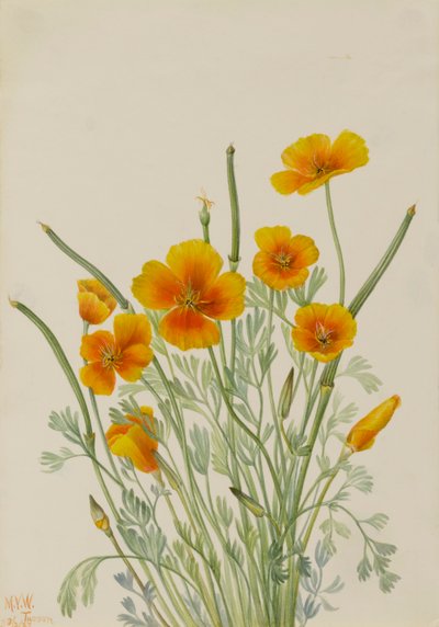 Amapola mexicana Eschscholtzia mexicana de Mary Vaux Walcott