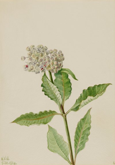 Milkweed (Ascelpias) de Mary Vaux Walcott