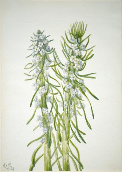 Vela de minero (Oreocarya virgata) de Mary Vaux Walcott