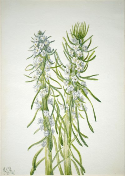 Oreocarya virgata, 1937 de Mary Vaux Walcott