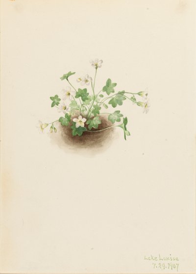Mistmaiden Romanzoffia sitchensis, 1907 de Mary Vaux Walcott