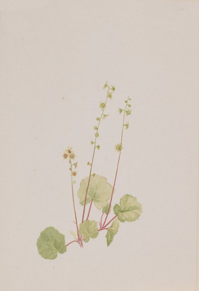 Mitella nuda, ca. 1900-1920 de Mary Vaux Walcott