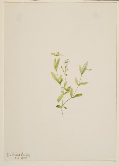 Moehringia laberiflora de Mary Vaux Walcott