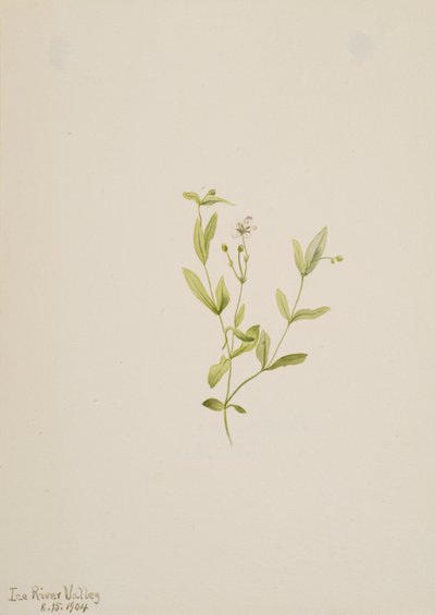 Moehringia laberiflora de Mary Vaux Walcott