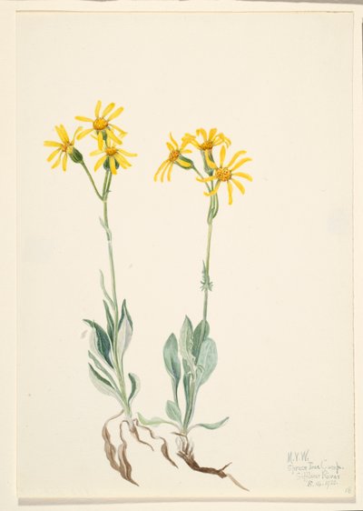 Parnasia de Montana (Parnassia montanesis) de Mary Vaux Walcott