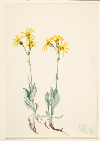 Montana Parnassia Parnassia montanesis, 1920 de Mary Vaux Walcott
