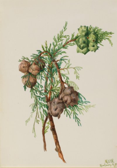 Ciprés de Monterrey (Cupressus macrocarpa) de Mary Vaux Walcott