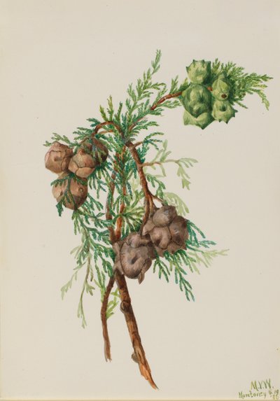 Ciprés de Monterey Cupressus macrocarpa, 1936 de Mary Vaux Walcott