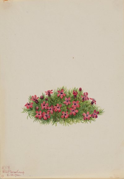 Campión de musgo (Silene acaulis) de Mary Vaux Walcott