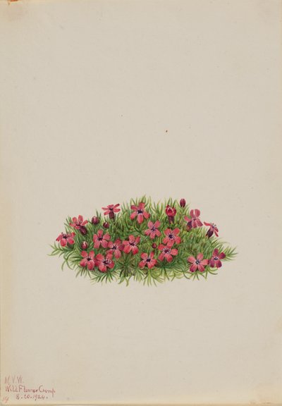 Moss Campion Silene acaulis, 1924 de Mary Vaux Walcott