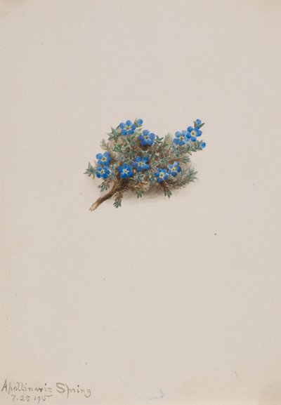 Nomeolvides de musgo (Eritichum elongatum) de Mary Vaux Walcott
