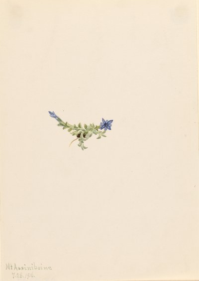Genciana de musgo (Gentiana prostrata) de Mary Vaux Walcott