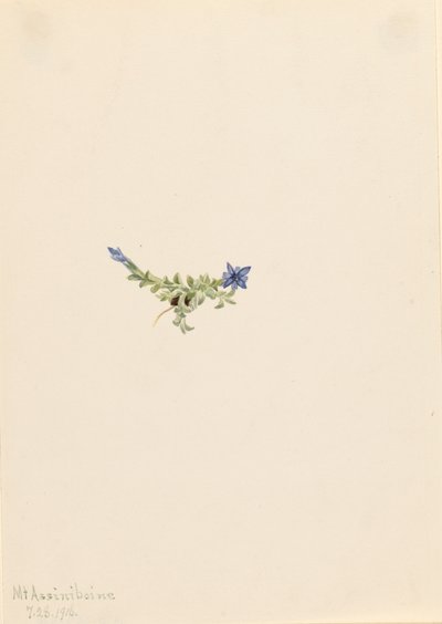 Genciana musgosa Gentiana prostrata, 1916 de Mary Vaux Walcott