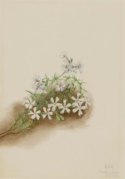Musgo Rosa Phlox subulata de Mary Vaux Walcott