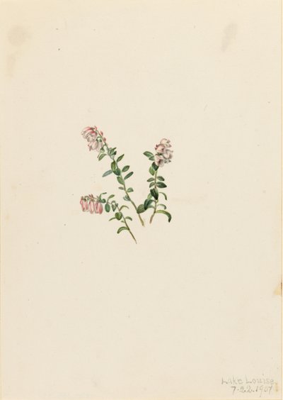 Arándano rojo de montaña (Vaccinium vitisidaea minus) de Mary Vaux Walcott