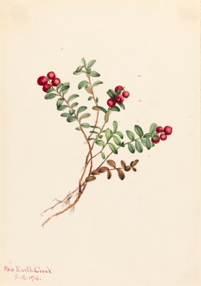 Arándano de montaña Vaccinium vitis-idaea minus de Mary Vaux Walcott