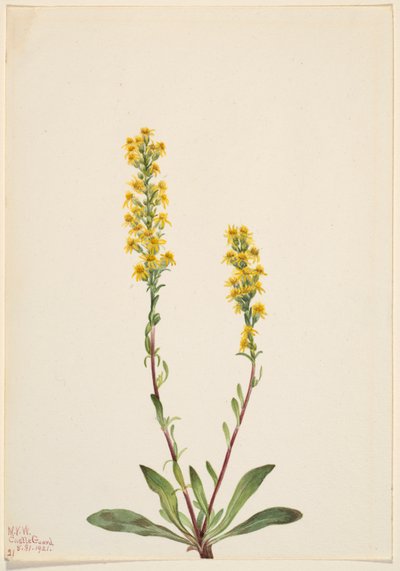 Vara de oro de montaña (Solidago oreophila) de Mary Vaux Walcott
