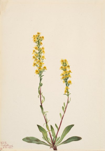 Vara de oro de montaña Solidago oreophila, 1921 de Mary Vaux Walcott