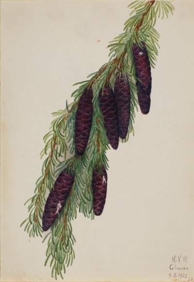 Cicuta de montaña (Tsuga mertensiana) de Mary Vaux Walcott
