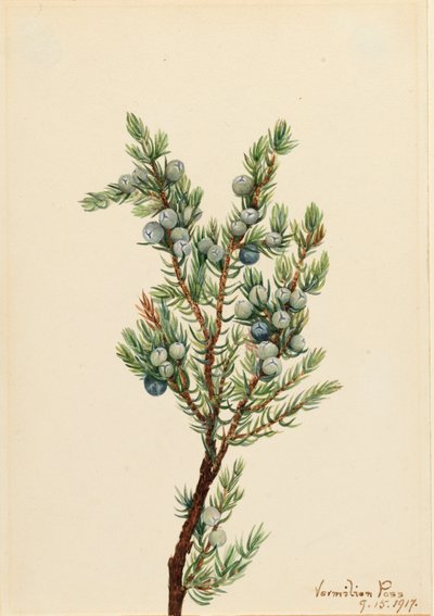 Enebro de montaña Juniperus sibirica de Mary Vaux Walcott