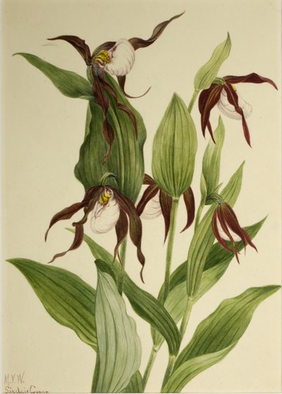 Zapatito de montaña (Cypripedium montanum) de Mary Vaux Walcott