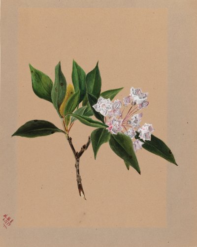 Laurel de montaña Kalmia latifolia, 1879 de Mary Vaux Walcott
