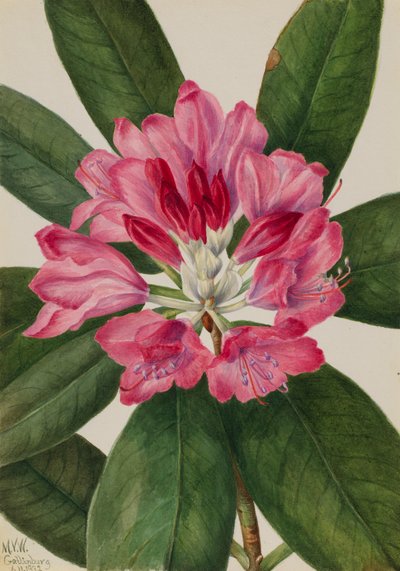 Rhododendron catawbiense, 1932 de Mary Vaux Walcott
