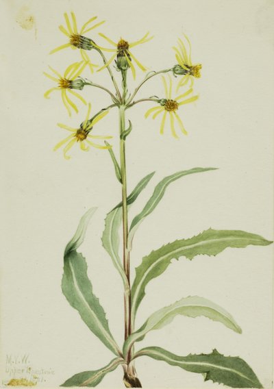 Calamón de luto (Senecio lugens) de Mary Vaux Walcott