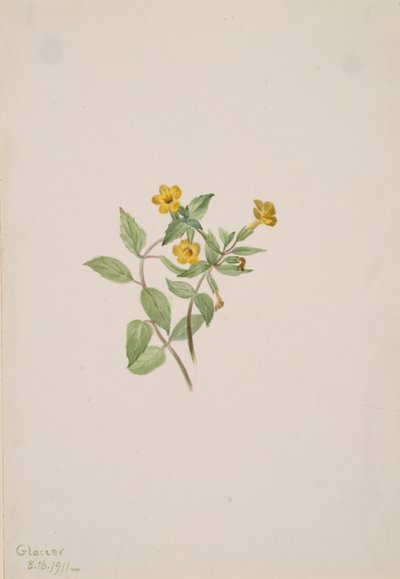 Flor de almizcle Mimulus moschatus, 1911 de Mary Vaux Walcott
