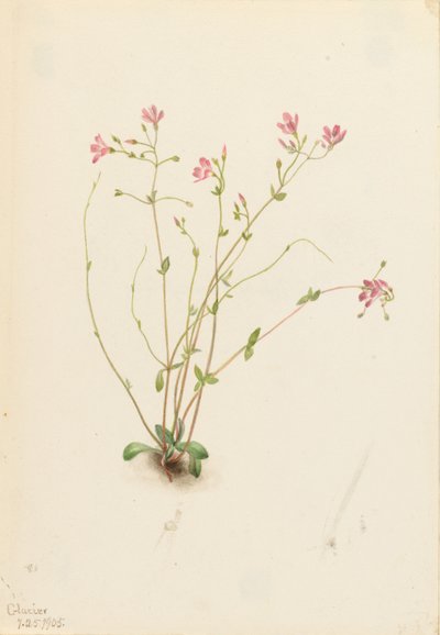 Náyade belleza de primavera (Claytonia parvifolia) de Mary Vaux Walcott