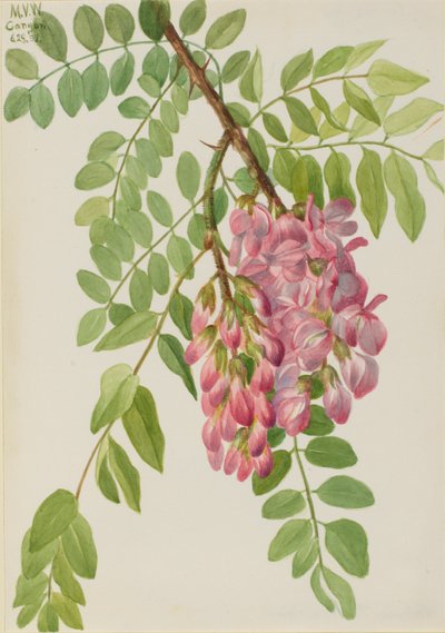 Robinia neomexicana (Robinia neomexicana) de Mary Vaux Walcott