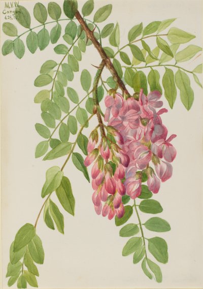 Langosta de Nuevo México Robinia neomexicana, 1938 de Mary Vaux Walcott