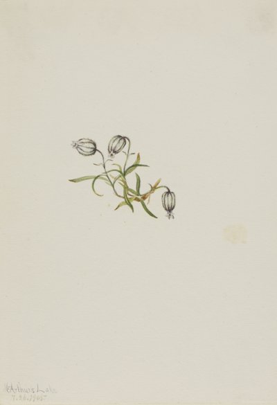 Acedera (Lychnis apetala) de Mary Vaux Walcott
