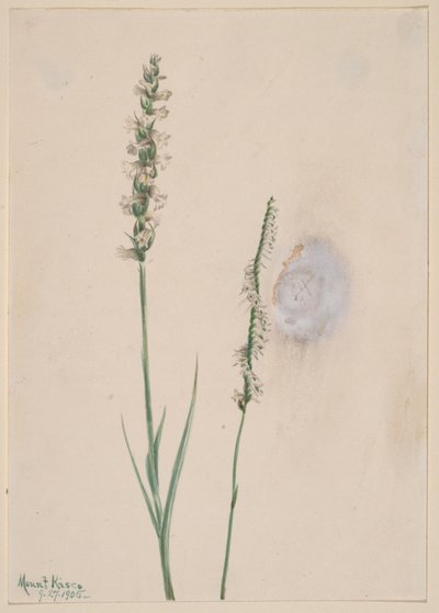 Trenzas de damas inclinadas Ibidium cernum, 1905 de Mary Vaux Walcott