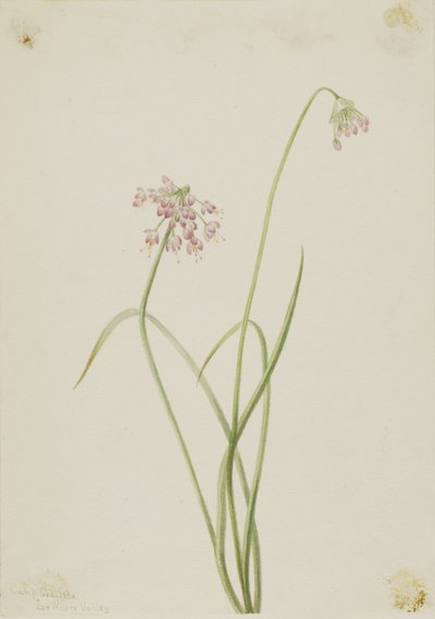 Cebolla asentida (Allium cernuum) de Mary Vaux Walcott