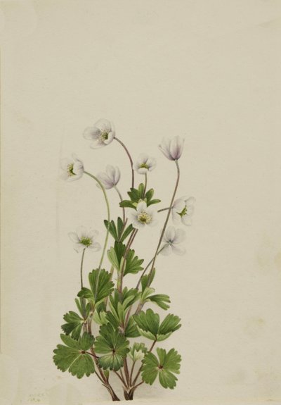 Anémona del norte Anemone parviflora, 1924 de Mary Vaux Walcott