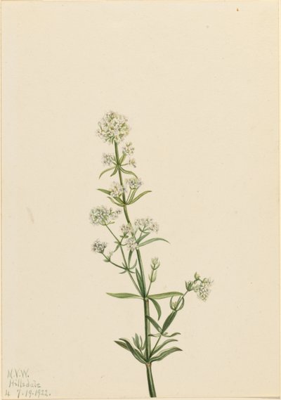 Galium boreale (Galium boreale) de Mary Vaux Walcott