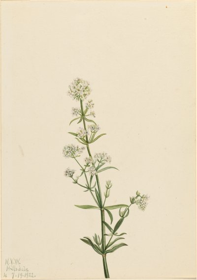Galio boreal Galium boreale de Mary Vaux Walcott