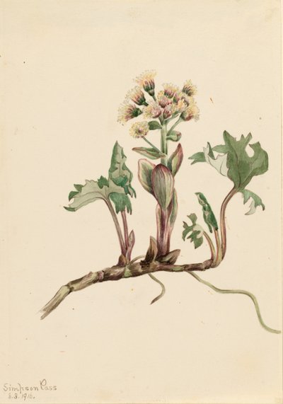 Petasites hiperbórea (Petasites hyperboreus) de Mary Vaux Walcott