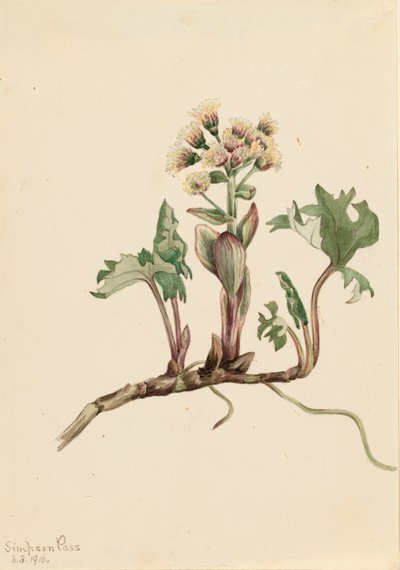 Petasites hyperboreus de Mary Vaux Walcott