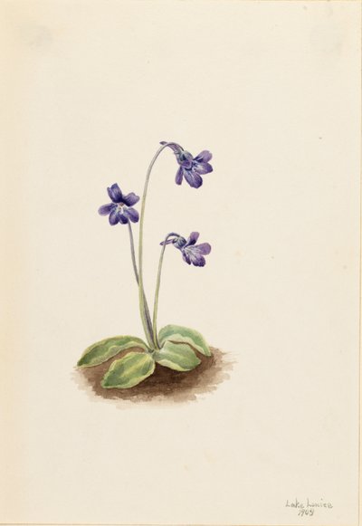 Pinguicula vulgaris (Pinguicula vulgaris) de Mary Vaux Walcott