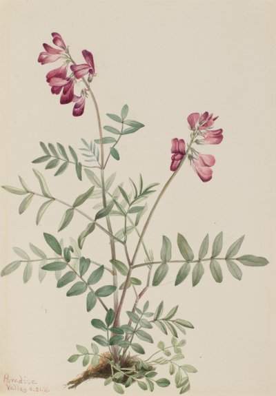 Hedysarum boreal del norte, 1916 de Mary Vaux Walcott