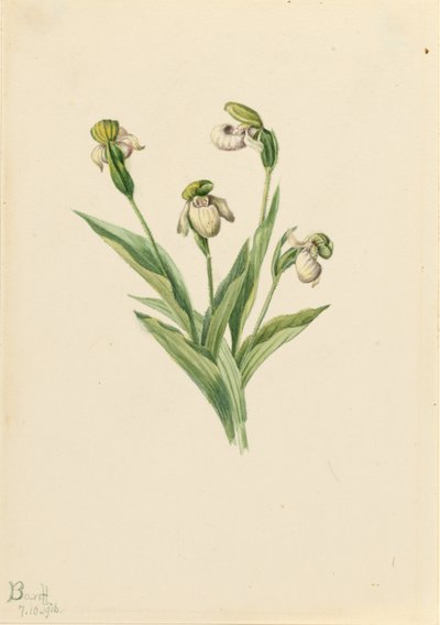 Zapatito de dama septentrional (Cypripedium passerinum) de Mary Vaux Walcott