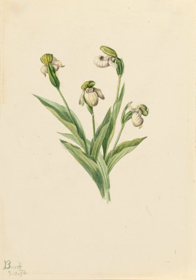 Zapatilla de dama del norte Cypripedium passerinum, 1916 de Mary Vaux Walcott