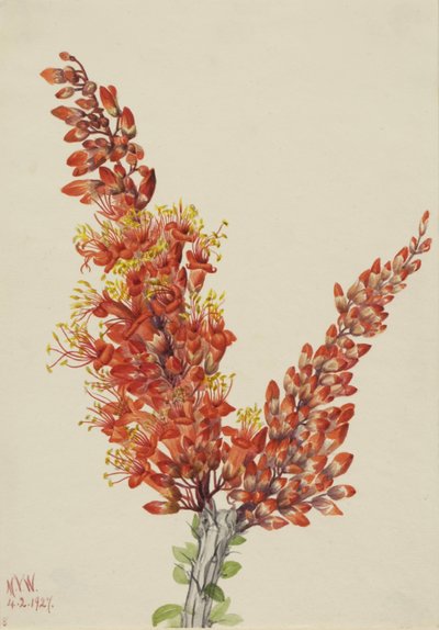 Ocotillo (Fouquieria splendens) de Mary Vaux Walcott