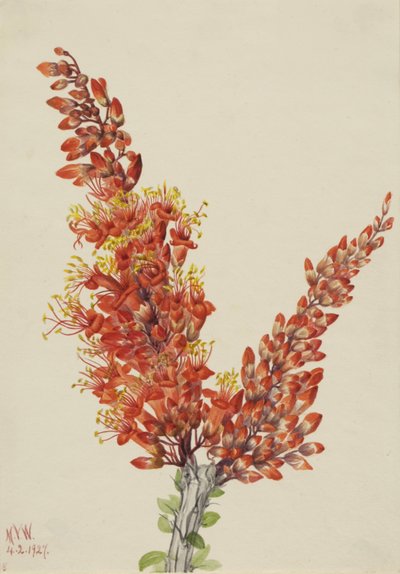 Ocotillo Fouquieria splendens, 1927 de Mary Vaux Walcott
