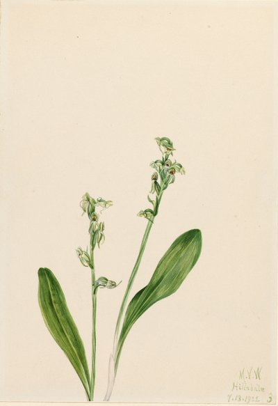 Orquídea de una hoja Habenaria obtusata de Mary Vaux Walcott