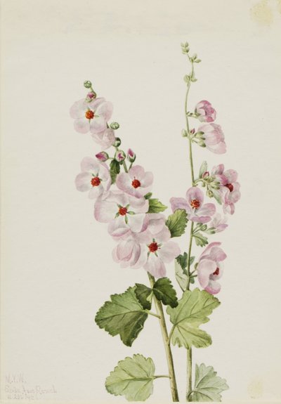 Malva de ojos anaranjados (Sphaeralcea davidsonii) de Mary Vaux Walcott